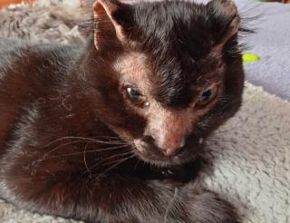 In the Urals, veterinarians treated a cat injured in a fire and found a home for it